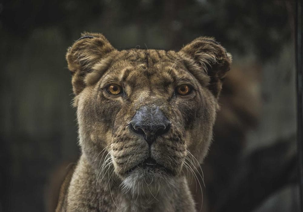 Lioness