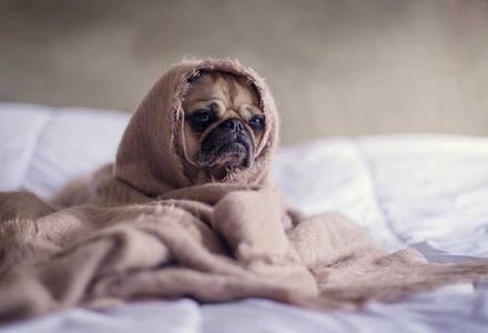 Dog in a blanket
